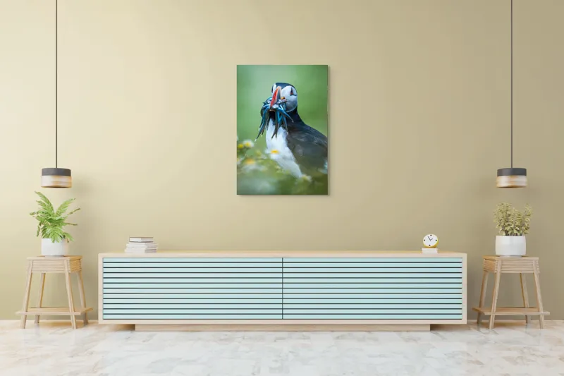Tablou Canvas, "Puffin cu prada în ciocul colorat", Puffin, Pește, Natură, Viu, Viu, Colorat, Dinamic, Ținută, Pradă, Verde, Claritate, Ochi., 70 x 100 cm – poza 5