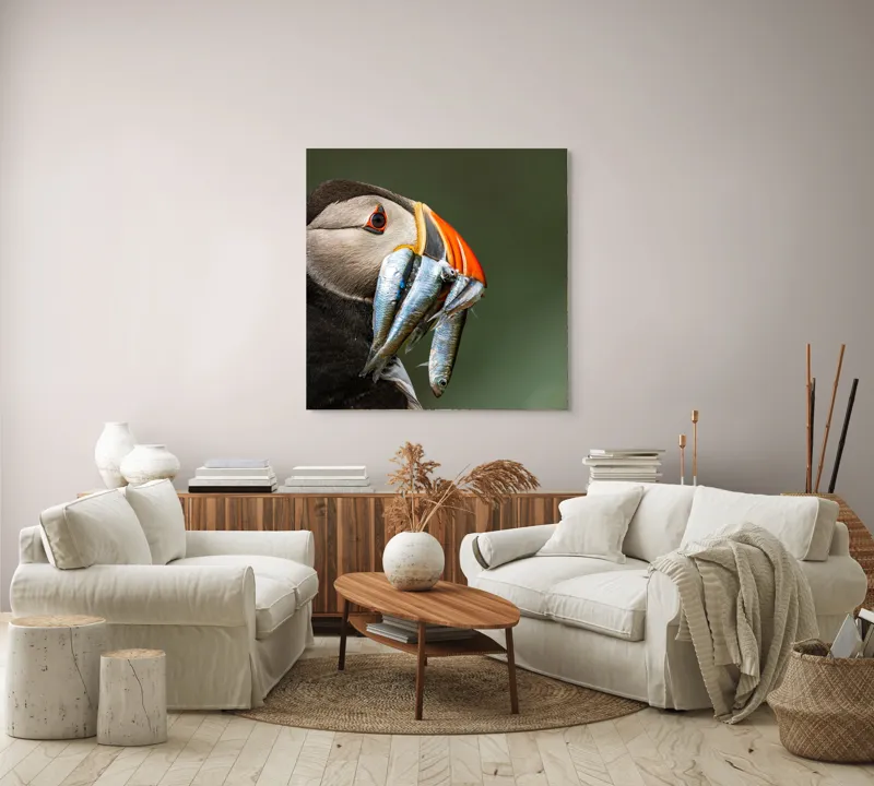 Tablou Canvas, "Papagalul arctic și prada sa argintie", Pasăre, Clovn, Portocaliu, Pești, Natură, Balanță, Prindere, Detaliu, Ochi, Faună, 100 x 100 cm – poza 3