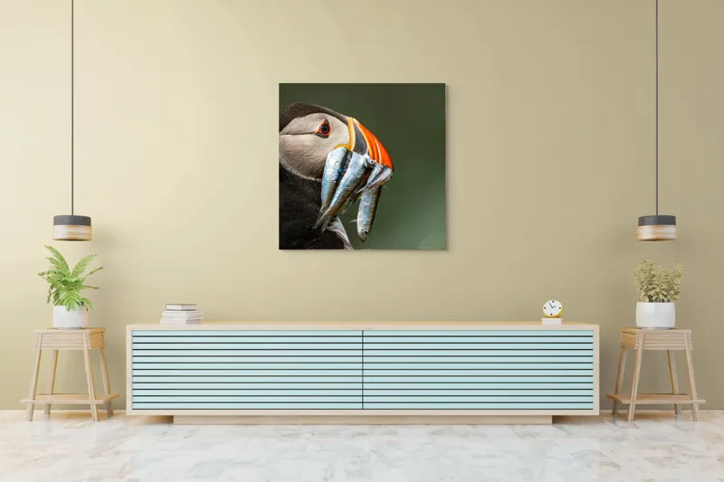 Tablou Canvas, "Papagalul arctic și prada sa argintie", Pasăre, Clovn, Portocaliu, Pești, Natură, Balanță, Prindere, Detaliu, Ochi, Faună, 100 x 100 cm – poza 5