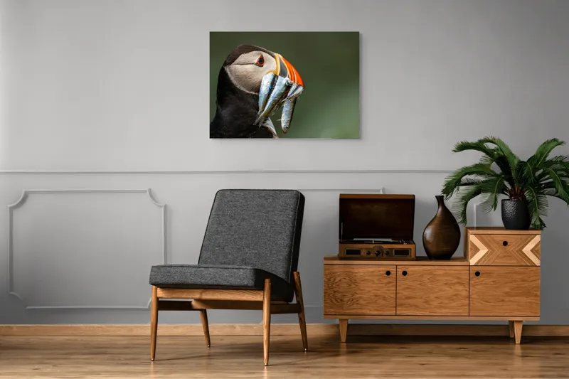 Tablou Canvas, "Papagalul arctic și prada sa argintie", Pasăre, Clovn, Portocaliu, Pești, Natură, Balanță, Prindere, Detaliu, Ochi, Faună, 100 x 70 cm – poza 8