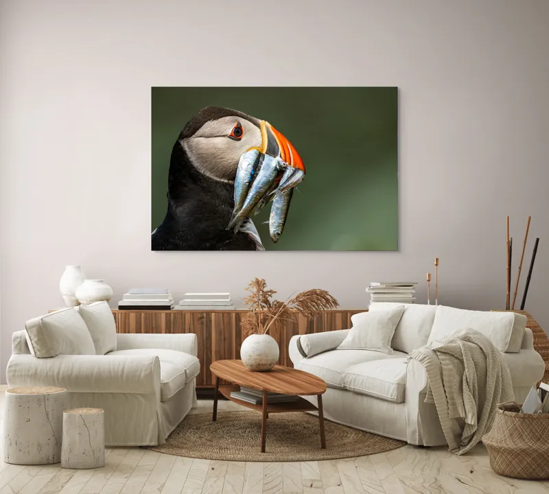 Tablou Canvas, "Papagalul arctic și prada sa argintie", Pasăre, Clovn, Portocaliu, Pești, Natură, Balanță, Prindere, Detaliu, Ochi, Faună, 150 x 100 cm – poza 3