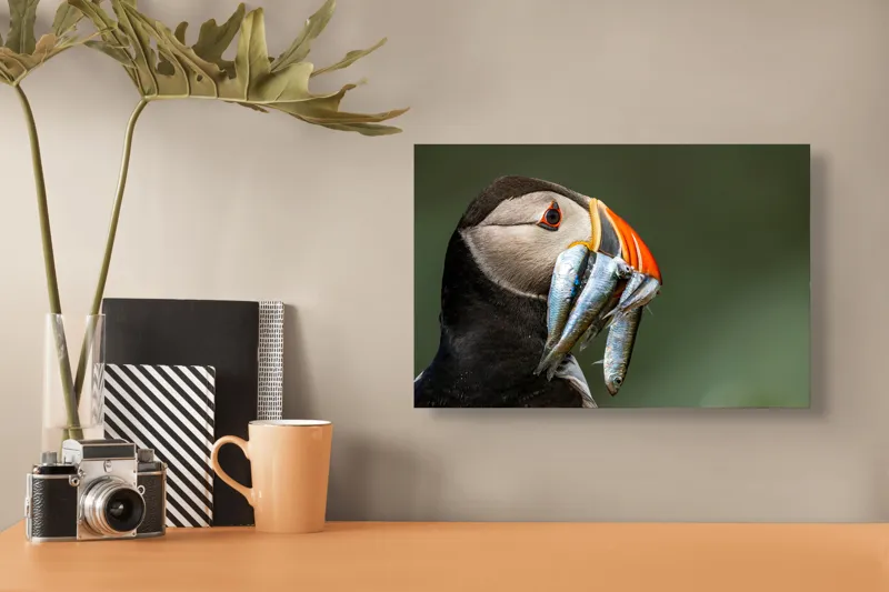 Tablou Canvas, "Papagalul arctic și prada sa argintie", Pasăre, Clovn, Portocaliu, Pești, Natură, Balanță, Prindere, Detaliu, Ochi, Faună, 39 x 26 cm – poza 3