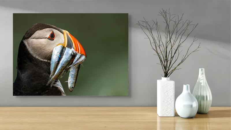 Tablou Canvas, "Papagalul arctic și prada sa argintie", Pasăre, Clovn, Portocaliu, Pești, Natură, Balanță, Prindere, Detaliu, Ochi, Faună, 70 x 50 cm – poza 3