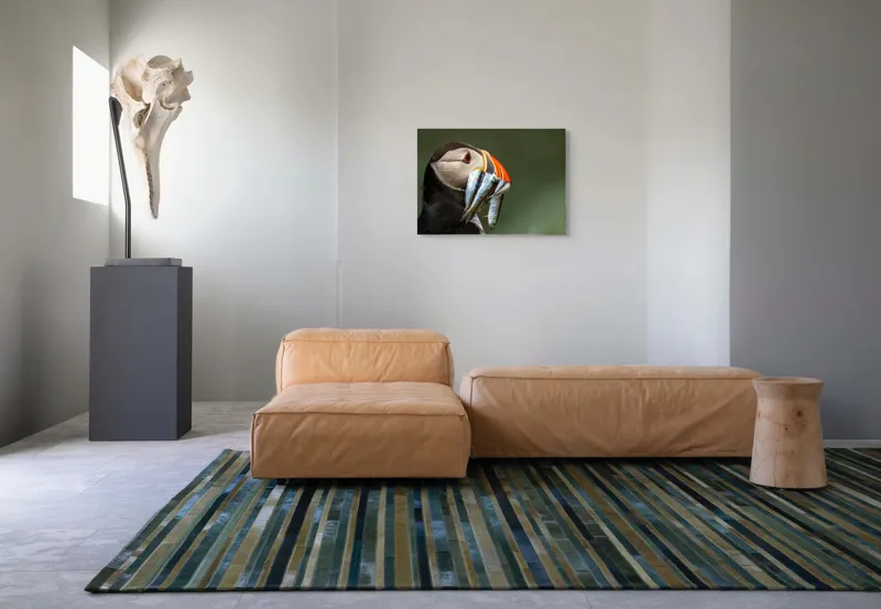 Tablou Canvas, "Papagalul arctic și prada sa argintie", Pasăre, Clovn, Portocaliu, Pești, Natură, Balanță, Prindere, Detaliu, Ochi, Faună, 70 x 50 cm – poza 8