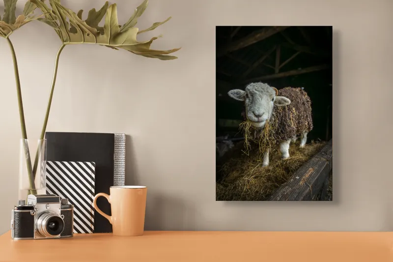 Tablou Canvas, "Oaia curioasă din grajdul întunecos", Oiță, Lână, Fân, Grajd, Blană, Urechi, Privire, Peisaj, Rural, Acoperiș, 26 x 39 cm – poza 3