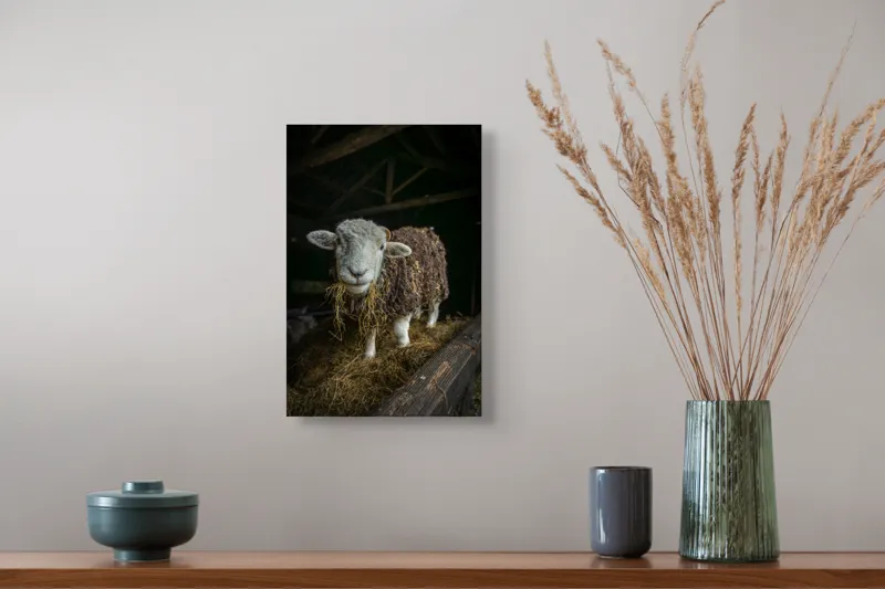 Tablou Canvas, "Oaia curioasă din grajdul întunecos", Oiță, Lână, Fân, Grajd, Blană, Urechi, Privire, Peisaj, Rural, Acoperiș, 26 x 39 cm – poza 5
