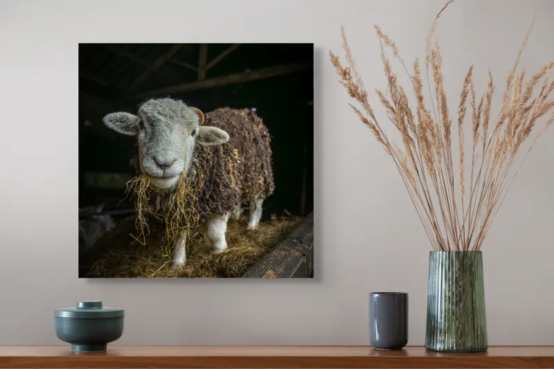 Tablou Canvas, "Oaia curioasă din grajdul întunecos", Oiță, Lână, Fân, Grajd, Blană, Urechi, Privire, Peisaj, Rural, Acoperiș, 50 x 50 cm – poza 4
