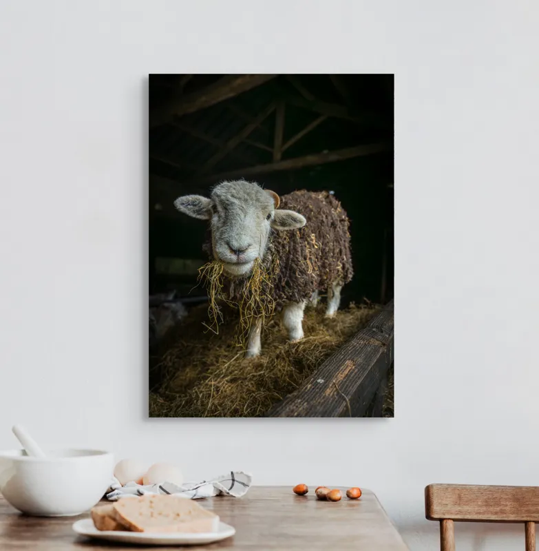 Tablou Canvas, "Oaia curioasă din grajdul întunecos", Oiță, Lână, Fân, Grajd, Blană, Urechi, Privire, Peisaj, Rural, Acoperiș, 50 x 70 cm – poza 3
