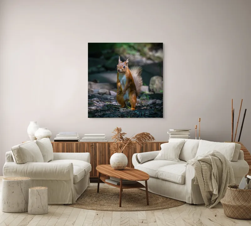 Tablou Canvas, "Veveriță curioasă în pădurea umbrită", Veveriță, Pădure, Umbră, Piatră, Blană, Coadă, Ochii, Lumină, Iarbă, Poză, 100 x 100 cm – poza 3