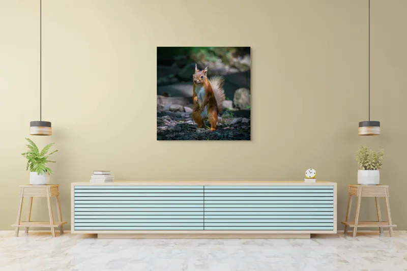 Tablou Canvas, "Veveriță curioasă în pădurea umbrită", Veveriță, Pădure, Umbră, Piatră, Blană, Coadă, Ochii, Lumină, Iarbă, Poză, 100 x 100 cm – poza 5