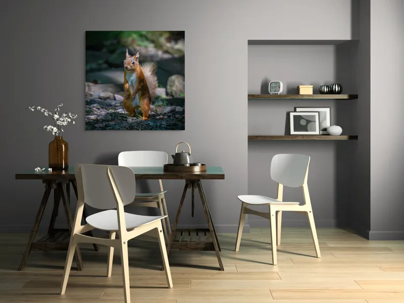 Tablou Canvas, "Veveriță curioasă în pădurea umbrită", Veveriță, Pădure, Umbră, Piatră, Blană, Coadă, Ochii, Lumină, Iarbă, Poză, 100 x 100 cm – poza 6