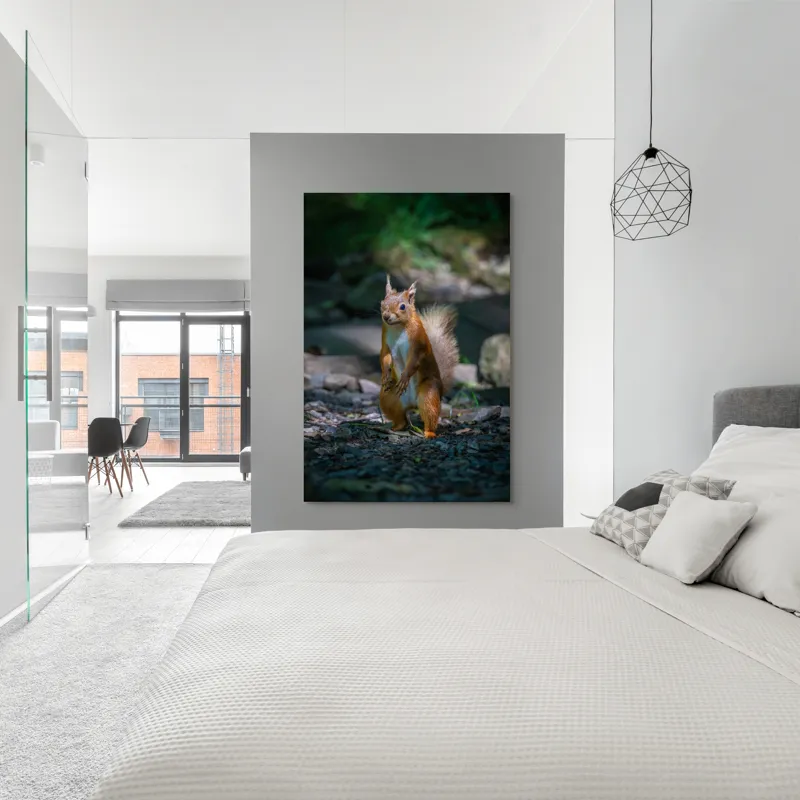 Tablou Canvas, "Veveriță curioasă în pădurea umbrită", Veveriță, Pădure, Umbră, Piatră, Blană, Coadă, Ochii, Lumină, Iarbă, Poză, 100 x 150 cm – poza 5