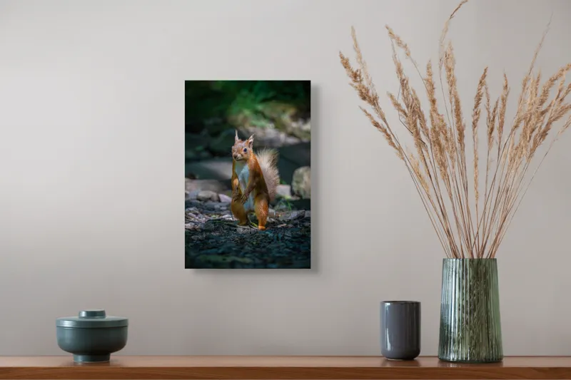 Tablou Canvas, "Veveriță curioasă în pădurea umbrită", Veveriță, Pădure, Umbră, Piatră, Blană, Coadă, Ochii, Lumină, Iarbă, Poză, 26 x 39 cm – poza 5