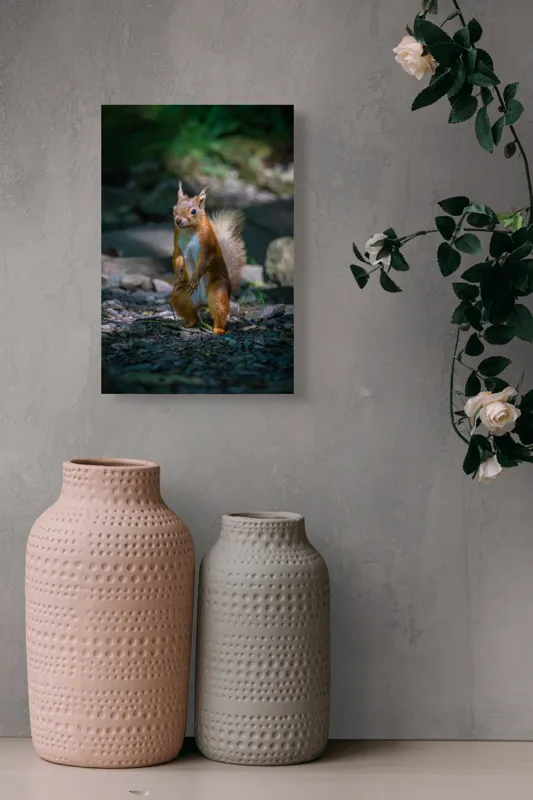 Tablou Canvas, "Veveriță curioasă în pădurea umbrită", Veveriță, Pădure, Umbră, Piatră, Blană, Coadă, Ochii, Lumină, Iarbă, Poză, 26 x 39 cm – poza 6