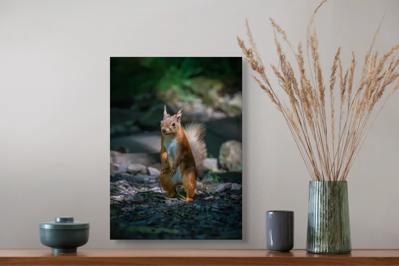 Tablou Canvas, "Veveriță curioasă în pădurea umbrită", Veveriță, Pădure, Umbră, Piatră, Blană, Coadă, Ochii, Lumină, Iarbă, Poză, 39 x 54 cm – poza 3