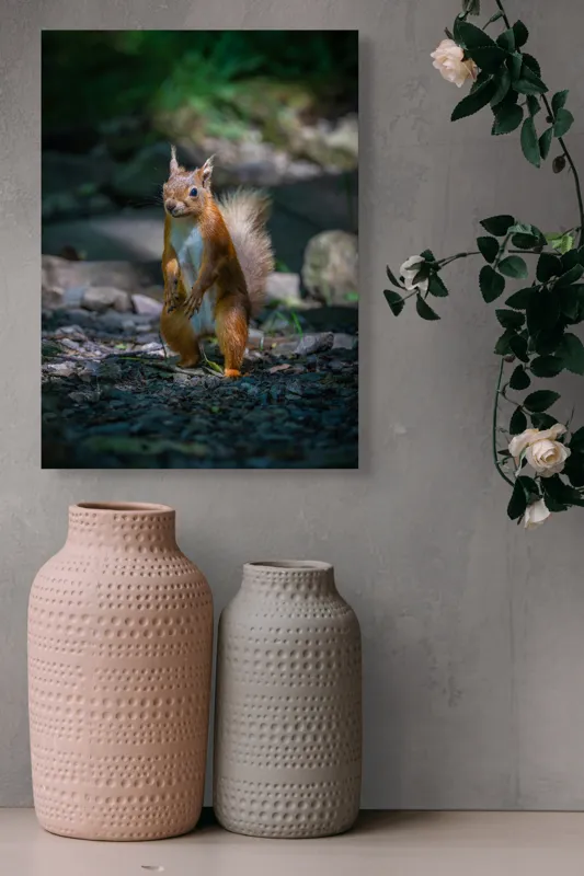 Tablou Canvas, "Veveriță curioasă în pădurea umbrită", Veveriță, Pădure, Umbră, Piatră, Blană, Coadă, Ochii, Lumină, Iarbă, Poză, 39 x 54 cm – poza 6