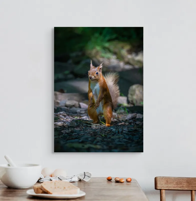 Tablou Canvas, "Veveriță curioasă în pădurea umbrită", Veveriță, Pădure, Umbră, Piatră, Blană, Coadă, Ochii, Lumină, Iarbă, Poză, 50 x 70 cm – poza 3