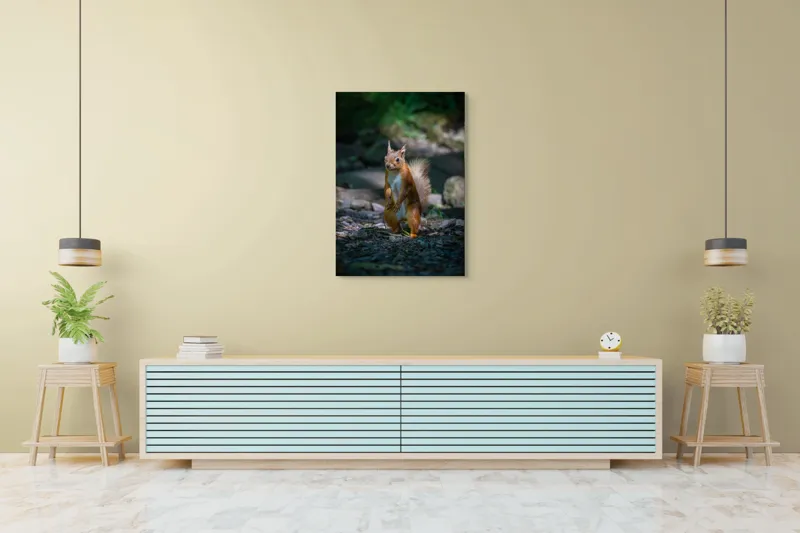 Tablou Canvas, "Veveriță curioasă în pădurea umbrită", Veveriță, Pădure, Umbră, Piatră, Blană, Coadă, Ochii, Lumină, Iarbă, Poză, 70 x 100 cm – poza 5