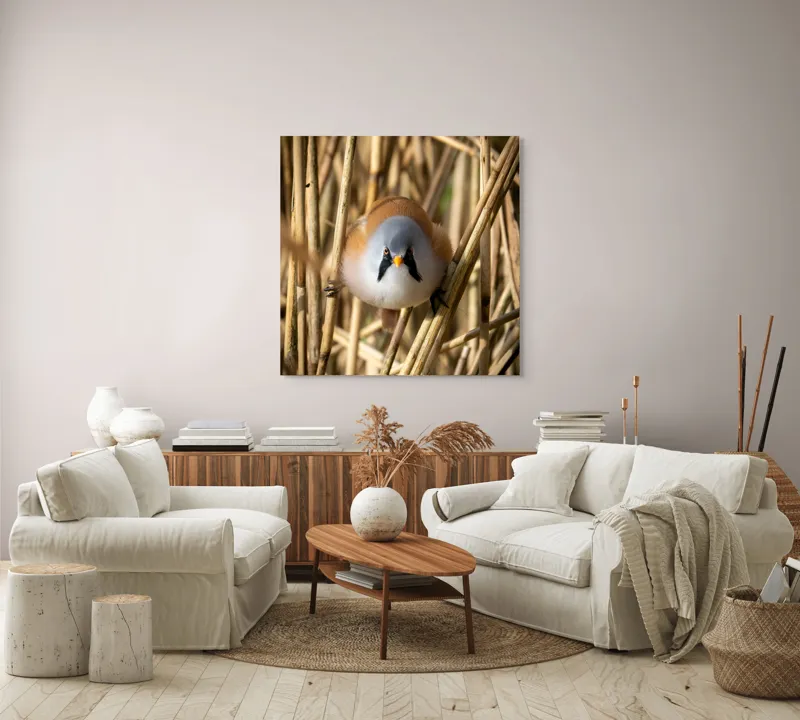 Tablou Canvas, "Micul acrobat printre trestii aurii", Pene, Rama, Ochii, Cioc, Natură, Trestie, Conținut, Verde, Contrast, Detaliu, 100 x 100 cm – poza 3