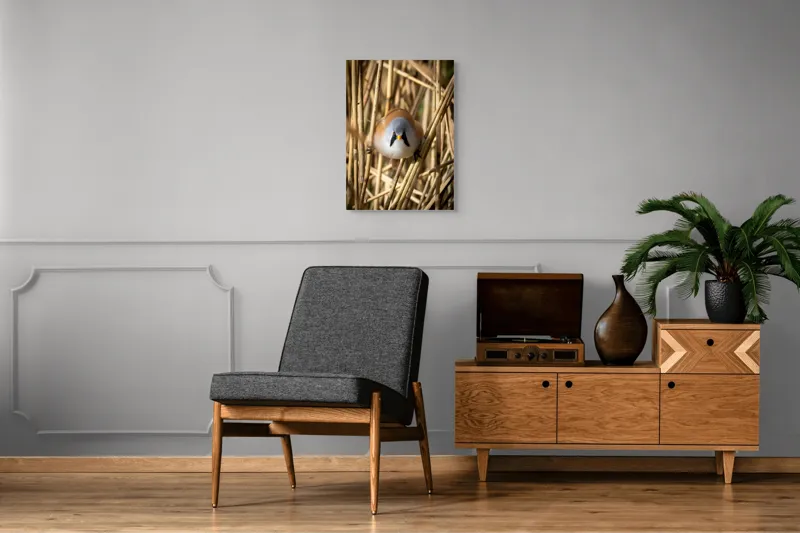 Tablou Canvas, "Micul acrobat printre trestii aurii", Pene, Rama, Ochii, Cioc, Natură, Trestie, Conținut, Verde, Contrast, Detaliu, 50 x 70 cm – poza 8