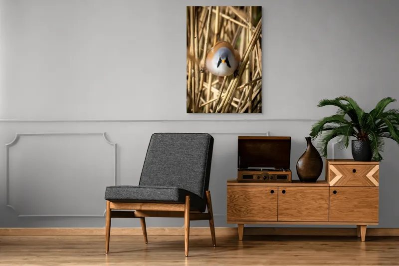 Tablou Canvas, "Micul acrobat printre trestii aurii", Pene, Rama, Ochii, Cioc, Natură, Trestie, Conținut, Verde, Contrast, Detaliu, 70 x 100 cm – poza 6