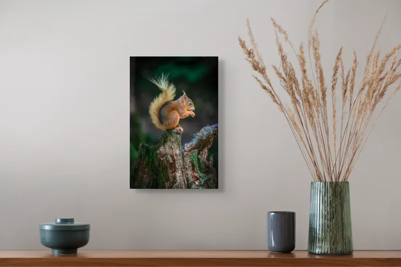Tablou Canvas, "Veveriță pe trunchi mâncând semințe", Veveriță, Coadă, Blană, Trunchi, Copac, Natură, Pădure, Verde, Lemn, Adorabilă, 26 x 39 cm – poza 5