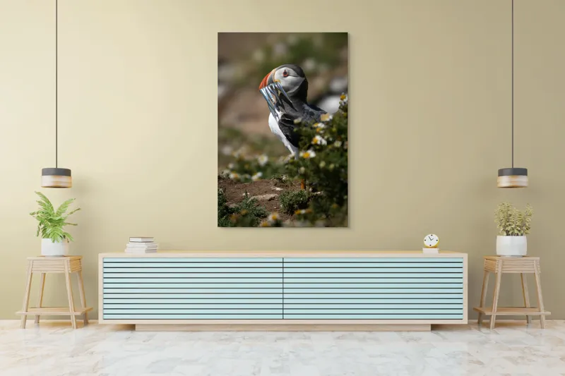 Tablou Canvas, "Puffin cu prada marină strălucitoare", Puffin, Pește, Cioc, Colorat, Natură, Verdeață, Flori, Ochi, Penaj, Bokeh, 100 x 150 cm – poza 4