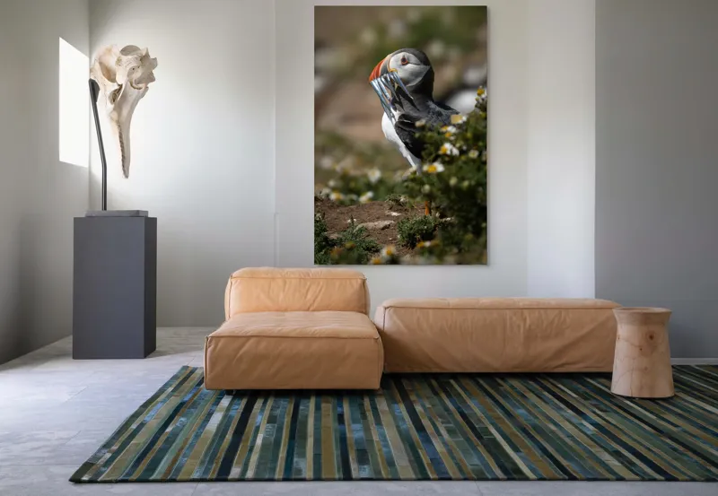 Tablou Canvas, "Puffin cu prada marină strălucitoare", Puffin, Pește, Cioc, Colorat, Natură, Verdeață, Flori, Ochi, Penaj, Bokeh, 100 x 150 cm – poza 7