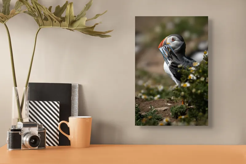 Tablou Canvas, "Puffin cu prada marină strălucitoare", Puffin, Pește, Cioc, Colorat, Natură, Verdeață, Flori, Ochi, Penaj, Bokeh, 26 x 39 cm – poza 3