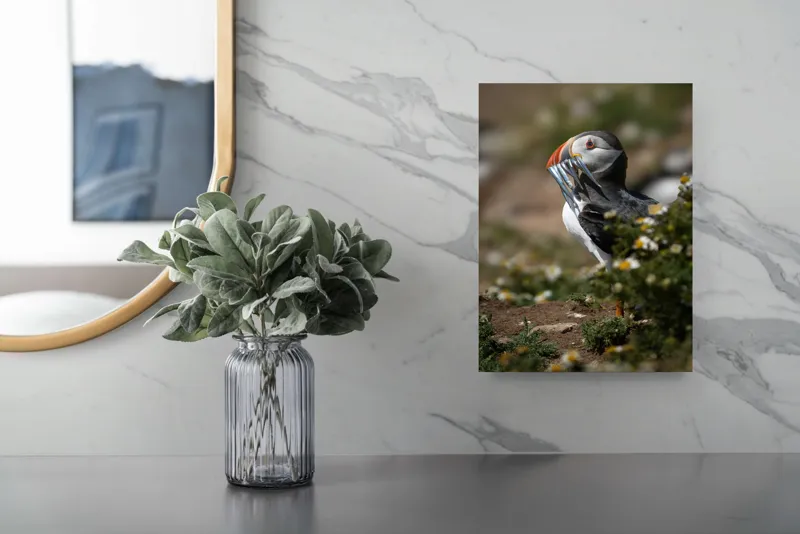 Tablou Canvas, "Puffin cu prada marină strălucitoare", Puffin, Pește, Cioc, Colorat, Natură, Verdeață, Flori, Ochi, Penaj, Bokeh, 26 x 39 cm – poza 4