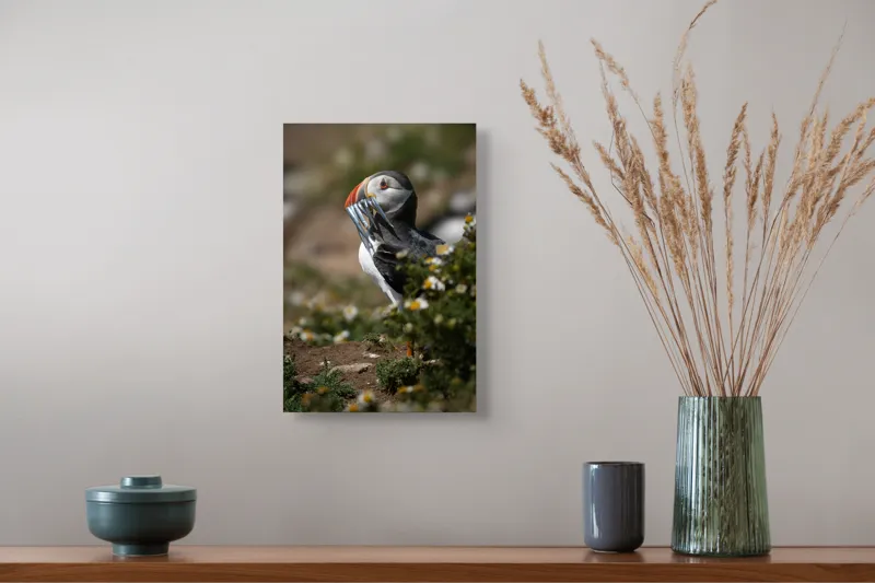 Tablou Canvas, "Puffin cu prada marină strălucitoare", Puffin, Pește, Cioc, Colorat, Natură, Verdeață, Flori, Ochi, Penaj, Bokeh, 26 x 39 cm – poza 5