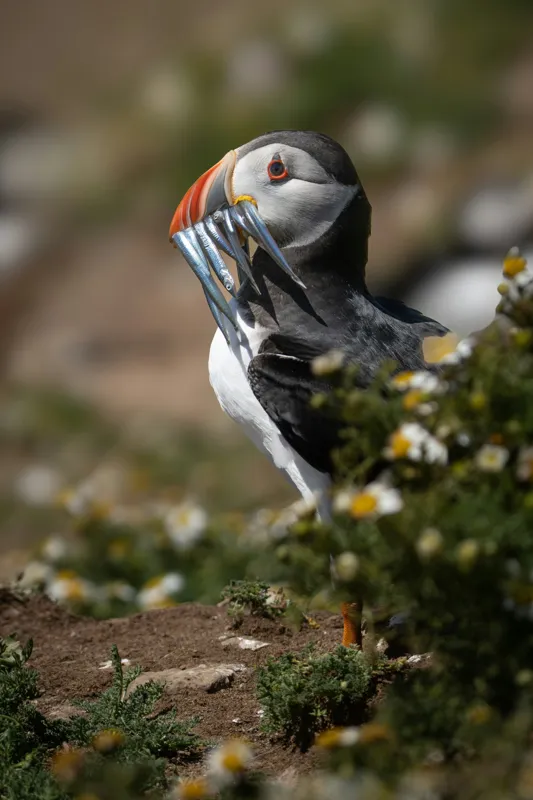 Tablou Canvas, "Puffin cu prada marină strălucitoare", Puffin, Pește, Cioc, Colorat, Natură, Verdeață, Flori, Ochi, Penaj, Bokeh, 26 x 39 cm – poza 2