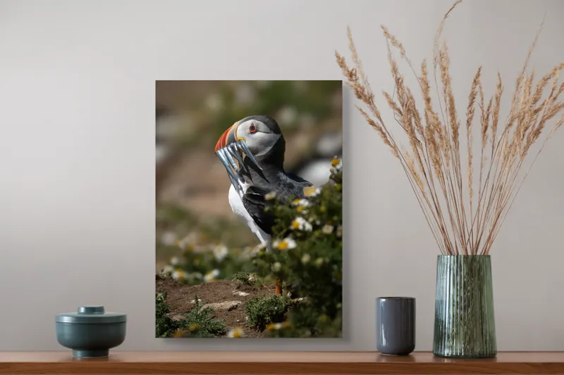 Tablou Canvas, "Puffin cu prada marină strălucitoare", Puffin, Pește, Cioc, Colorat, Natură, Verdeață, Flori, Ochi, Penaj, Bokeh, 39 x 54 cm – poza 3