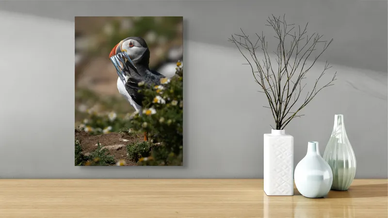 Tablou Canvas, "Puffin cu prada marină strălucitoare", Puffin, Pește, Cioc, Colorat, Natură, Verdeață, Flori, Ochi, Penaj, Bokeh, 39 x 54 cm – poza 4