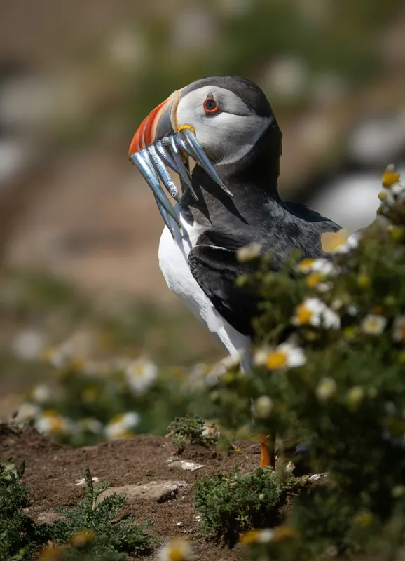 Tablou Canvas, "Puffin cu prada marină strălucitoare", Puffin, Pește, Cioc, Colorat, Natură, Verdeață, Flori, Ochi, Penaj, Bokeh, 39 x 54 cm – poza 2