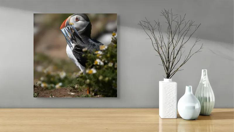 Tablou Canvas, "Puffin cu prada marină strălucitoare", Puffin, Pește, Cioc, Colorat, Natură, Verdeață, Flori, Ochi, Penaj, Bokeh, 50 x 50 cm – poza 3