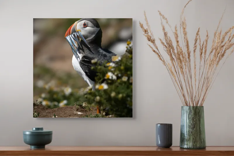 Tablou Canvas, "Puffin cu prada marină strălucitoare", Puffin, Pește, Cioc, Colorat, Natură, Verdeață, Flori, Ochi, Penaj, Bokeh, 50 x 50 cm – poza 4
