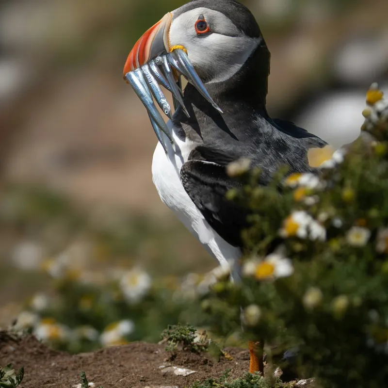 Tablou Canvas, "Puffin cu prada marină strălucitoare", Puffin, Pește, Cioc, Colorat, Natură, Verdeață, Flori, Ochi, Penaj, Bokeh, 50 x 50 cm – poza 2