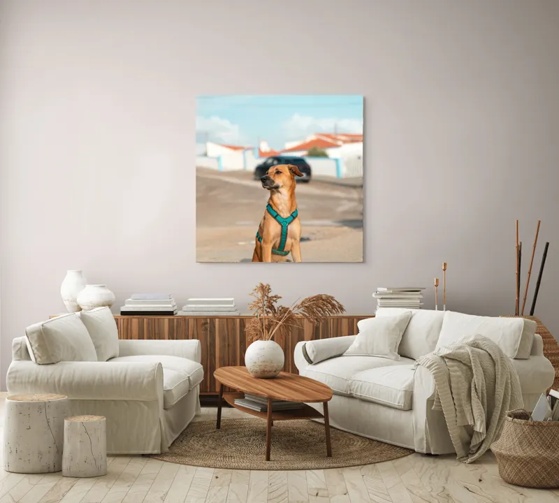 Tablou Canvas, "Câinele la soare pe stradă", Blând, Loial, Viguros, Așezat, Zgarda, Curiozitate, Drumul, Cer, Liniște, 100 x 100 cm – poza 3