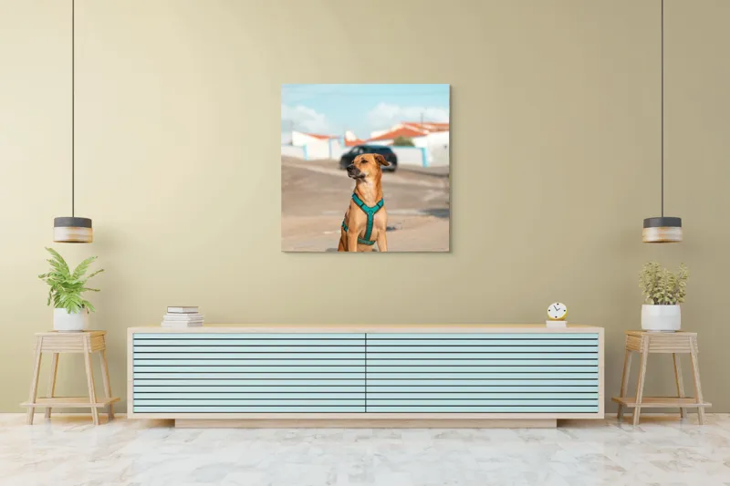 Tablou Canvas, "Câinele la soare pe stradă", Blând, Loial, Viguros, Așezat, Zgarda, Curiozitate, Drumul, Cer, Liniște, 100 x 100 cm – poza 5