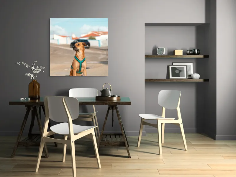 Tablou Canvas, "Câinele la soare pe stradă", Blând, Loial, Viguros, Așezat, Zgarda, Curiozitate, Drumul, Cer, Liniște, 100 x 100 cm – poza 6