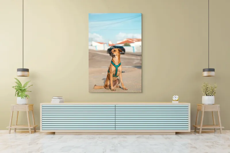 Tablou Canvas, "Câinele la soare pe stradă", Blând, Loial, Viguros, Așezat, Zgarda, Curiozitate, Drumul, Cer, Liniște, 100 x 150 cm – poza 4