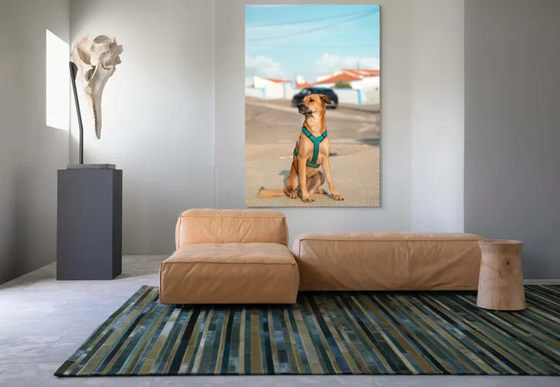 Tablou Canvas, "Câinele la soare pe stradă", Blând, Loial, Viguros, Așezat, Zgarda, Curiozitate, Drumul, Cer, Liniște, 100 x 150 cm – poza 7
