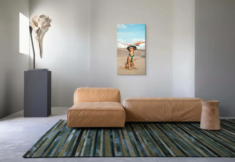 Tablou Canvas, "Câinele la soare pe stradă", Blând, Loial, Viguros, Așezat, Zgarda, Curiozitate, Drumul, Cer, Liniște, 50 x 90 cm – poza 5