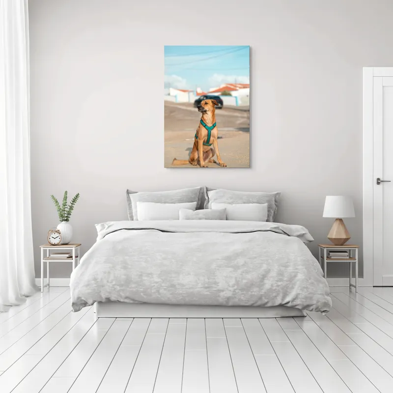 Tablou Canvas, "Câinele la soare pe stradă", Blând, Loial, Viguros, Așezat, Zgarda, Curiozitate, Drumul, Cer, Liniște, 70 x 100 cm – poza 3