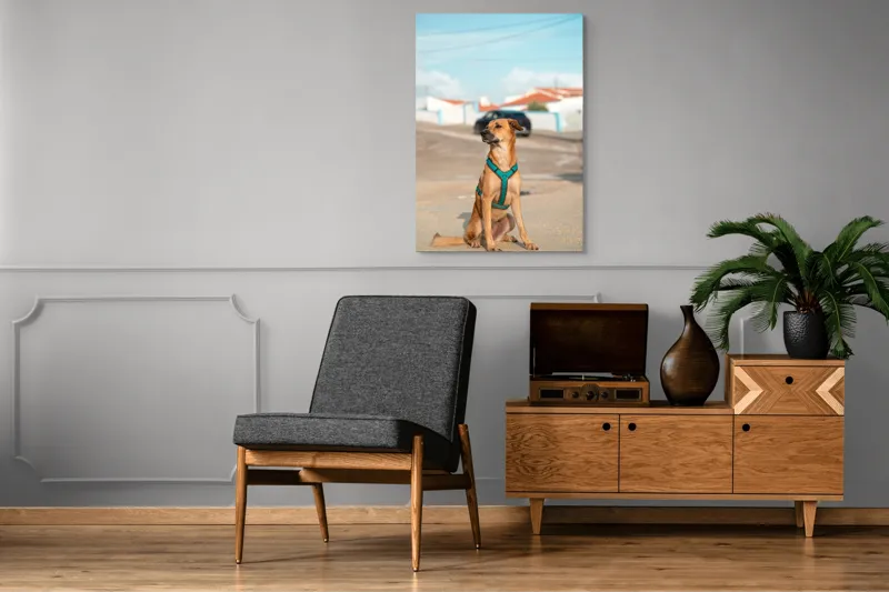 Tablou Canvas, "Câinele la soare pe stradă", Blând, Loial, Viguros, Așezat, Zgarda, Curiozitate, Drumul, Cer, Liniște, 70 x 100 cm – poza 6