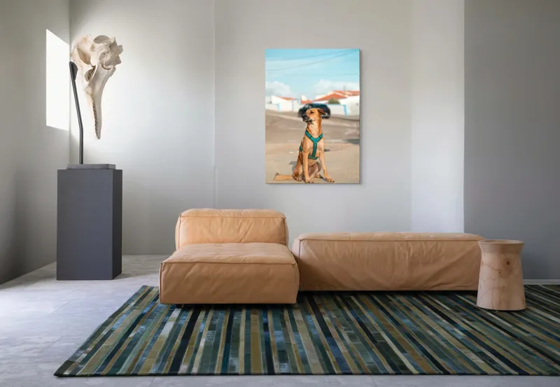 Tablou Canvas, "Câinele la soare pe stradă", Blând, Loial, Viguros, Așezat, Zgarda, Curiozitate, Drumul, Cer, Liniște, 70 x 100 cm – poza 7