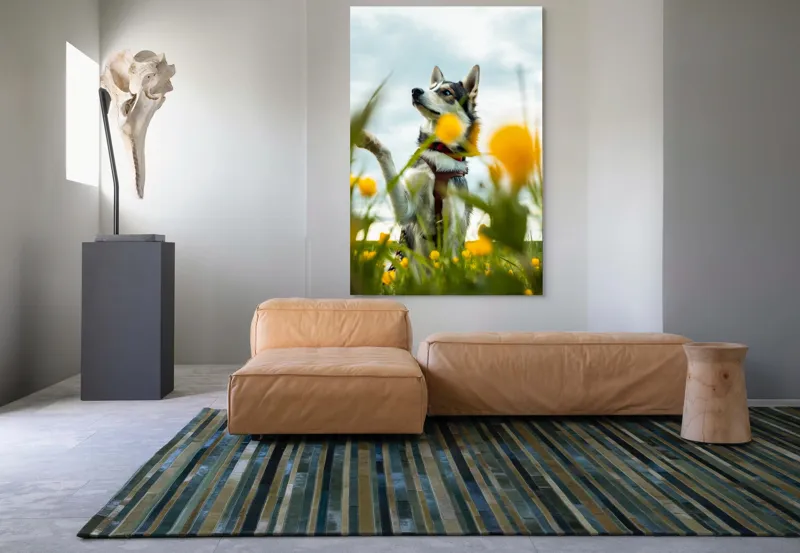 Tablou Canvas, "Câine jucăuș în câmpul de flori", Flori, Câine, Cer, Natură, Galben, Primăvară, Voinic, Fericire, Verde, Blând., 100 x 150 cm – poza 7