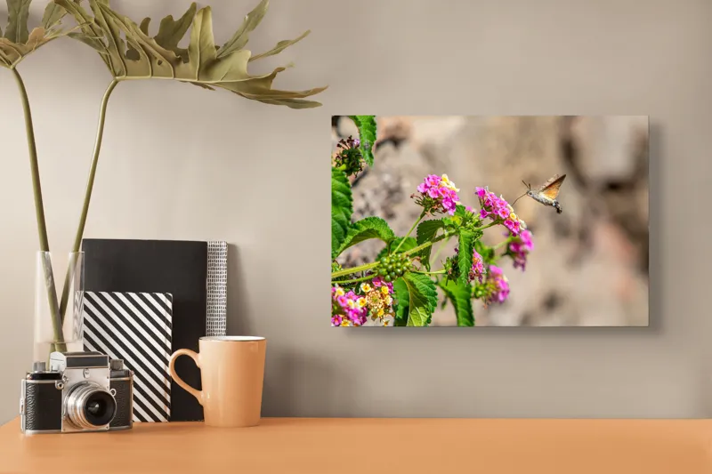 Tablou Canvas, "Colibri printre flori colorate de vară", Flori, Nectar, Fluture, Viu, Natură, Zbor, Fragil, Înflorire, 39 x 26 cm – poza 3