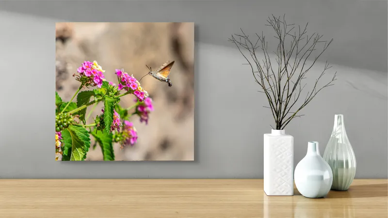 Tablou Canvas, "Colibri printre flori colorate de vară", Flori, Nectar, Fluture, Viu, Natură, Zbor, Fragil, Înflorire, 50 x 50 cm – poza 3